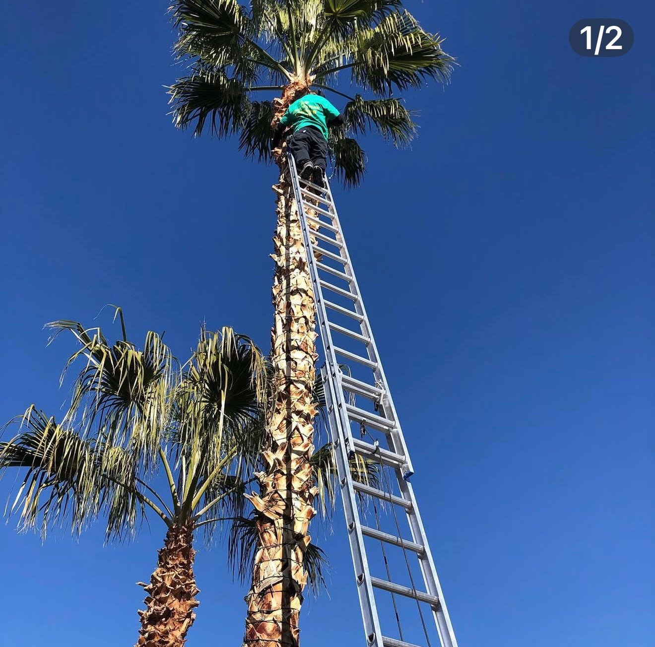 Palm tree lighting work up high