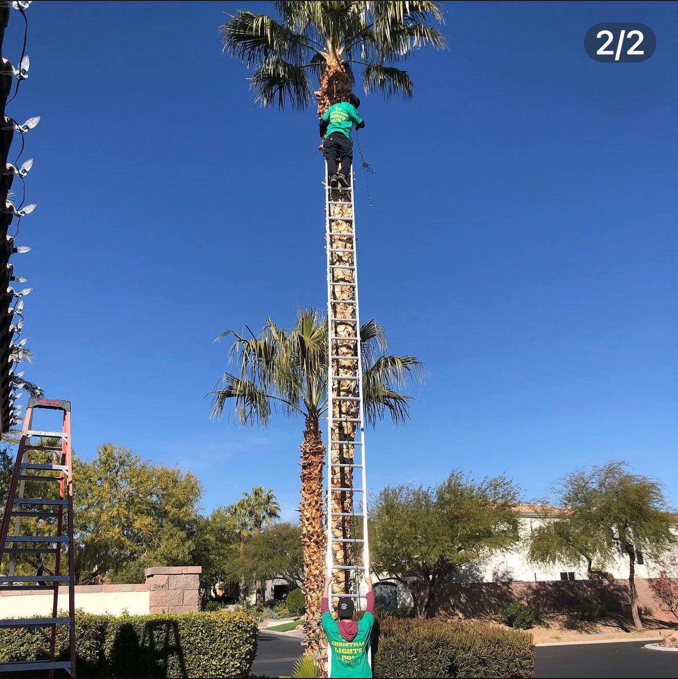 Crew wrapping palm trees with lights