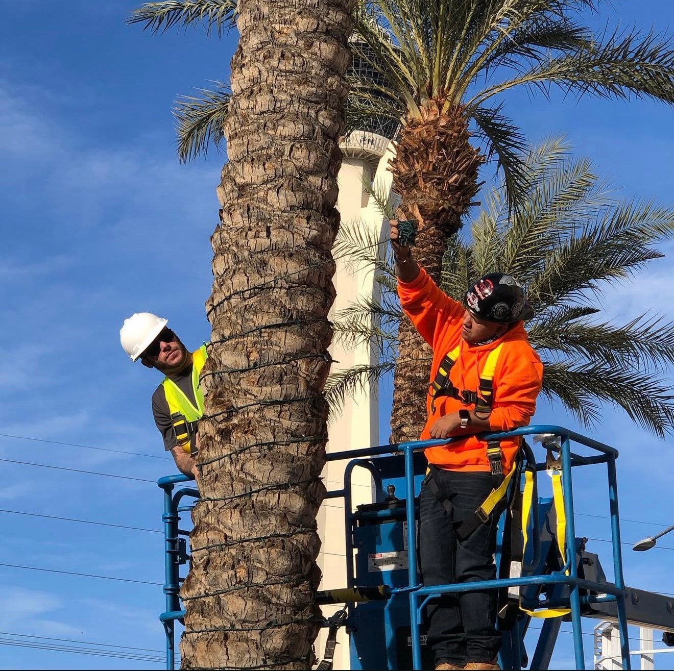 Palm tree wrapping from a lift